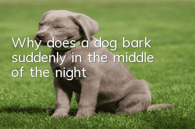 Why does a dog bark suddenly in the middle of the night?