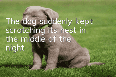 The dog suddenly kept scratching its nest in the middle of the night