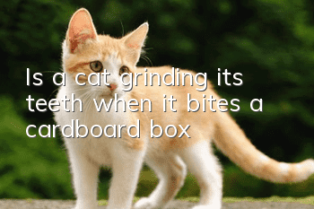 Is a cat grinding its teeth when it bites a cardboard box?