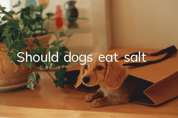 Should dogs eat salt?