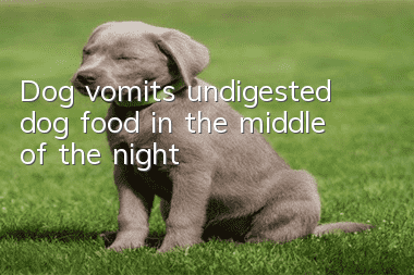 Dog vomits undigested dog food in the middle of the night