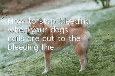 How to stop bleeding when your dog's nails are cut to the bleeding line