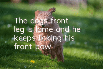 The dog's front leg is lame and he keeps licking his front paw
