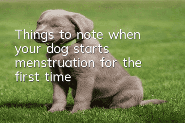 Things to note when your dog starts menstruation for the first time