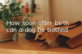 How soon after birth can a dog be bathed?