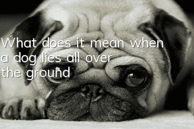 What does it mean when a dog lies all over the ground?
