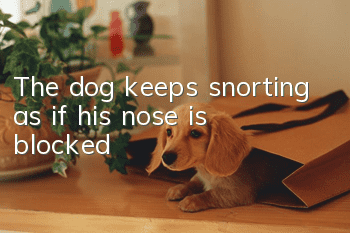 The dog keeps snorting as if his nose is blocked