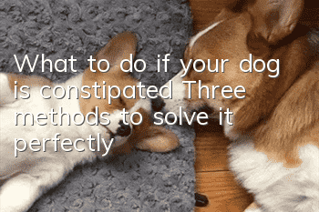 What to do if your dog is constipated? Three methods to solve it perfectly