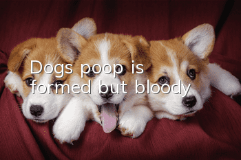Dog's poop is formed but bloody