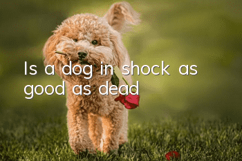 Is a dog in shock as good as dead?