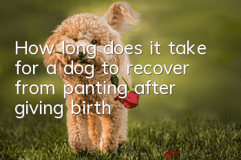 How long does it take for a dog to recover from panting after giving birth?