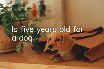 Is five years old for a dog?