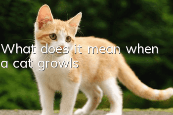 What does it mean when a cat growls?