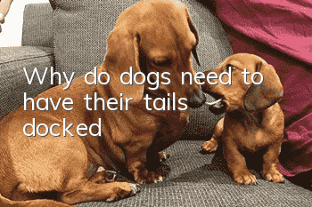 Why do dogs need to have their tails docked?