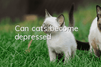 Can cats become depressed?