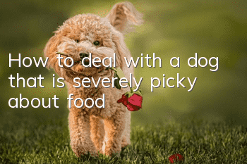 How to deal with a dog that is severely picky about food