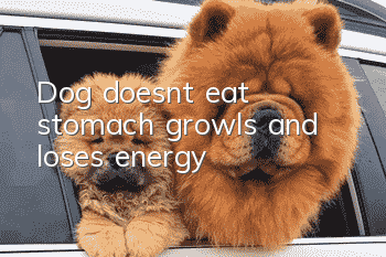 Dog doesn't eat, stomach growls and loses energy