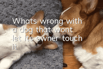 What's wrong with a dog that won't let its owner touch it?