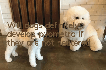 Will dogs definitely develop pyometra if they are not neutered?