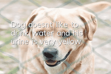 Dog doesn’t like to drink water and his urine is very yellow