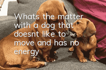 What's the matter with a dog that doesn't like to move and has no energy?