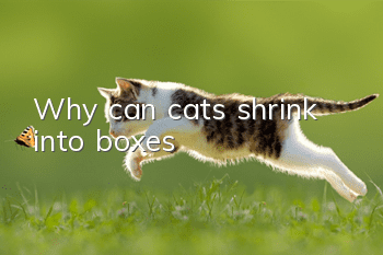 Why can cats shrink into boxes?