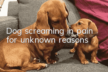 Dog screaming in pain for unknown reasons
