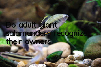 Do adult giant salamanders recognize their owners?