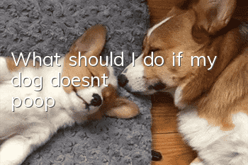 What should I do if my dog doesn’t poop?