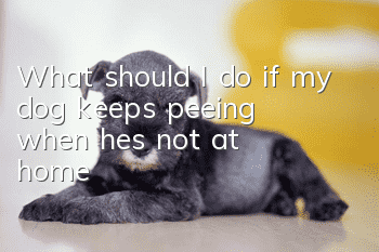 What should I do if my dog keeps peeing when he's not at home?