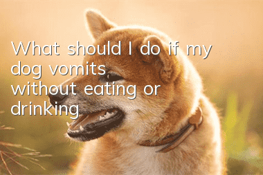What should I do if my dog vomits without eating or drinking?