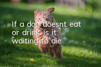 If a dog doesn’t eat or drink, is it waiting to die?