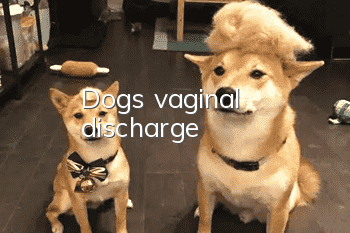 Dog's vaginal discharge