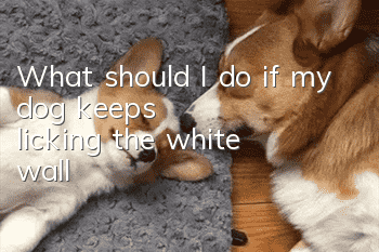 What should I do if my dog keeps licking the white wall?