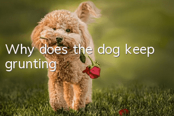 Why does the dog keep grunting?