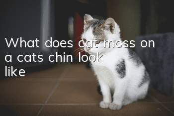 What does cat moss on a cat’s chin look like?