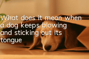 What does it mean when a dog keeps blowing and sticking out its tongue?