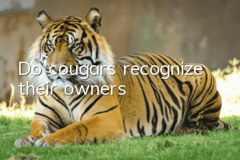 Do cougars recognize their owners?