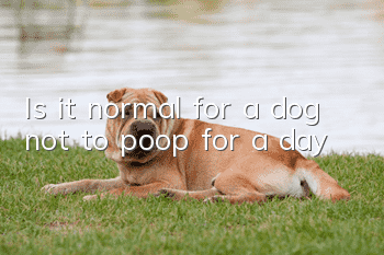 Is it normal for a dog not to poop for a day?