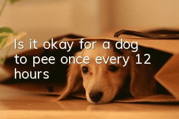 Is it okay for a dog to pee once every 12 hours?