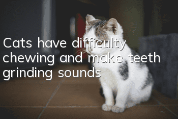 Cats have difficulty chewing and make teeth grinding sounds