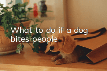 What to do if a dog bites people