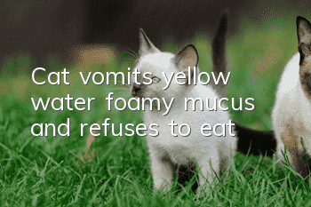 Cat vomits yellow water, foamy mucus, and refuses to eat