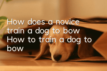 How does a novice train a dog to bow? How to train a dog to bow!
