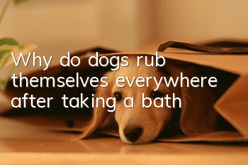 Why do dogs rub themselves everywhere after taking a bath?