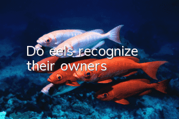 Do eels recognize their owners?