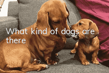 What kind of dogs are there?
