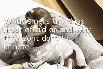 What smells are dogs most afraid of and why they don’t dare to urinate?