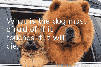 What is the dog most afraid of? If it touches it, it will die.