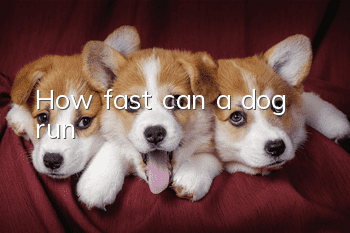 How fast can a dog run?